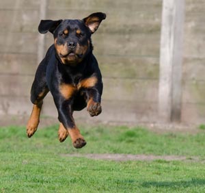 Rottweiler Charging