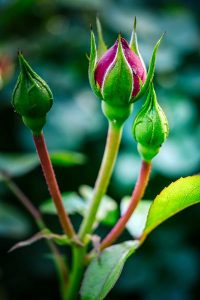 Rose Budding, Opening as a Symbol of Nascent Energy